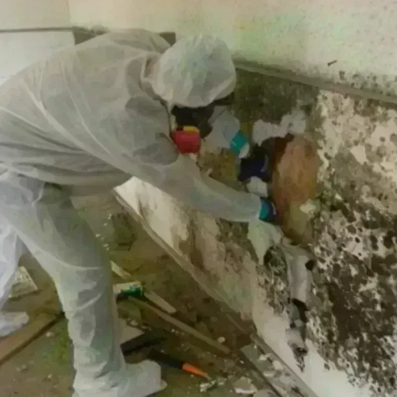 Mold Remediation and Removal in Brooksville, KY